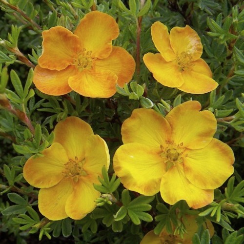 Potentilla fruticosa 'Sunset' - Harilik põõsasmaran 'Sunset' C2/2L